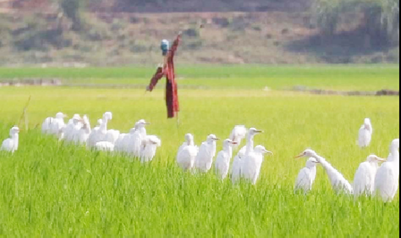 ‘বকের সারি কোথা রে/লুকিয়ে গেল বাঁশবনে’