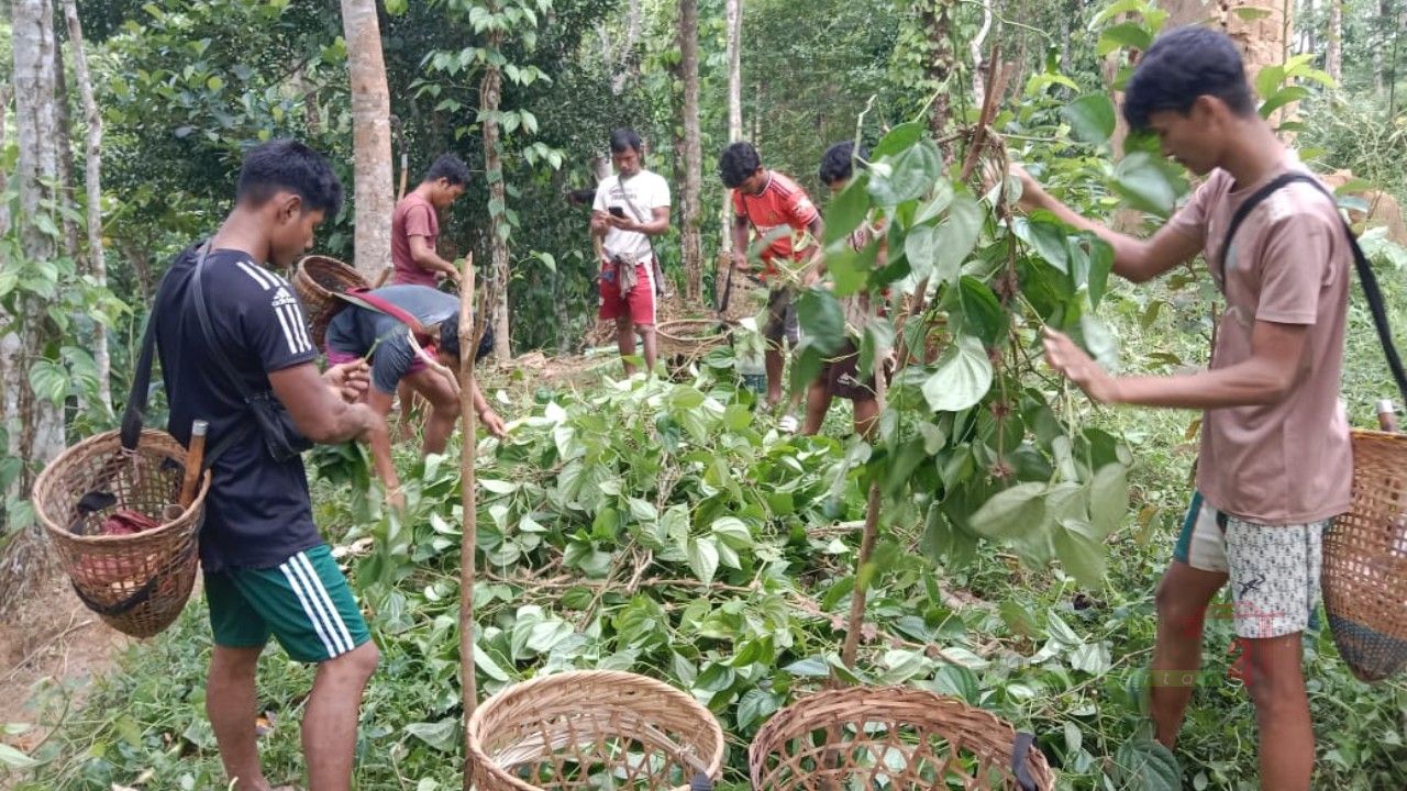 মৌলভীবাজারে খাসিয়া পুঞ্জিতে দূর্বৃত্তের তাণ্ডব: কেটে ফেলা হলো ৮ হাজার পানগাছ