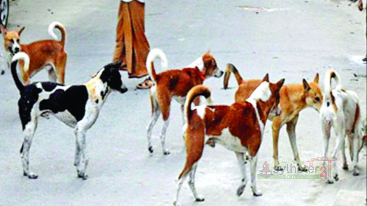 সিলেটে বেওয়ারিশ কুকুরের টিকাদান শুরু সোমবার